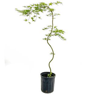黄金流泉枫盆栽中式禅意盆景枫树枫叶客厅落地室内鲜花绿植植物