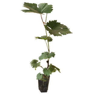 阳光玫瑰葡萄树苗嫁接带土夏黑葡萄盆栽爬藤巨峰葡萄苗60天包成活