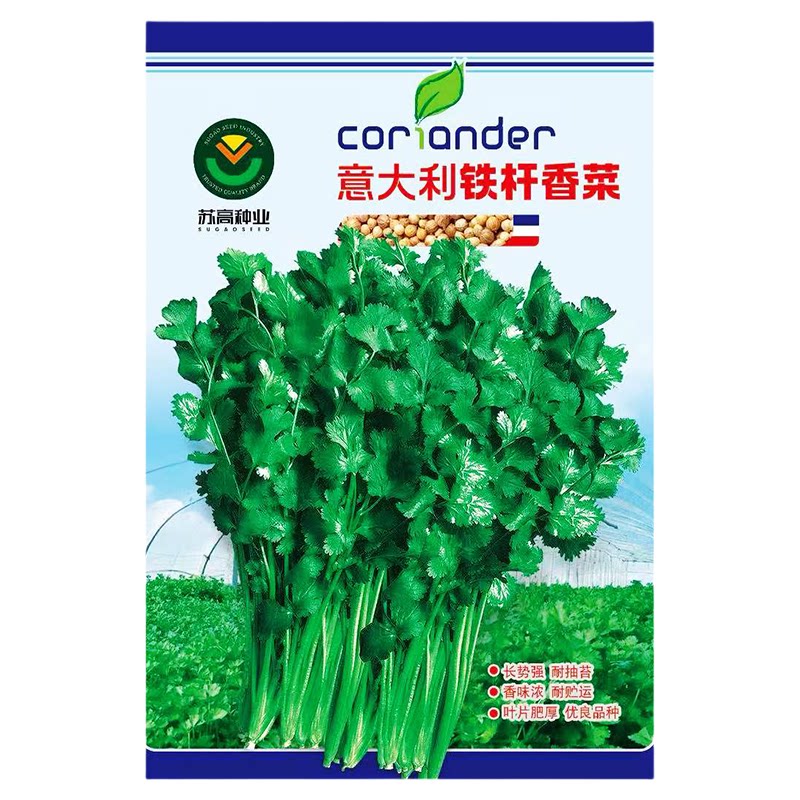四季香菜种子耐热耐寒发芽高