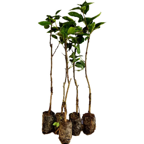 正宗秋月梨树果苗嫁接沙梨树果树庭院地栽南北方种植盆栽当年结果