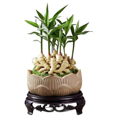 【禄根专用盆】禅意紫砂盆送托盘