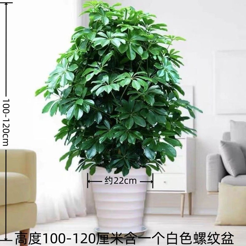 八方来财鸭脚木七叶莲鸭掌木客厅室内办公室大型植物绿植盆栽开业