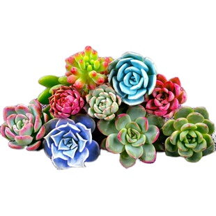 多肉植物紫乐室内组合小花卉盆栽好养绿植多头群生特价清仓带盆