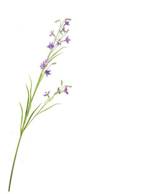 仿真花韭莲线状花材豆苗科自然系
