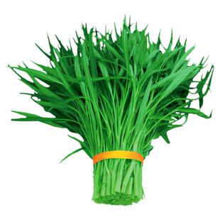 四季青梗柳叶空心菜种子蕹菜通菜蓊蓊菜种子农家大田盆栽蔬菜种籽