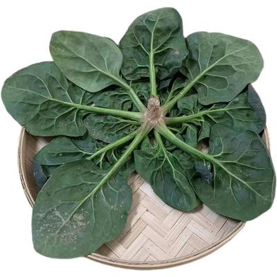 趴地菠菜种子高产耐寒红根老品种