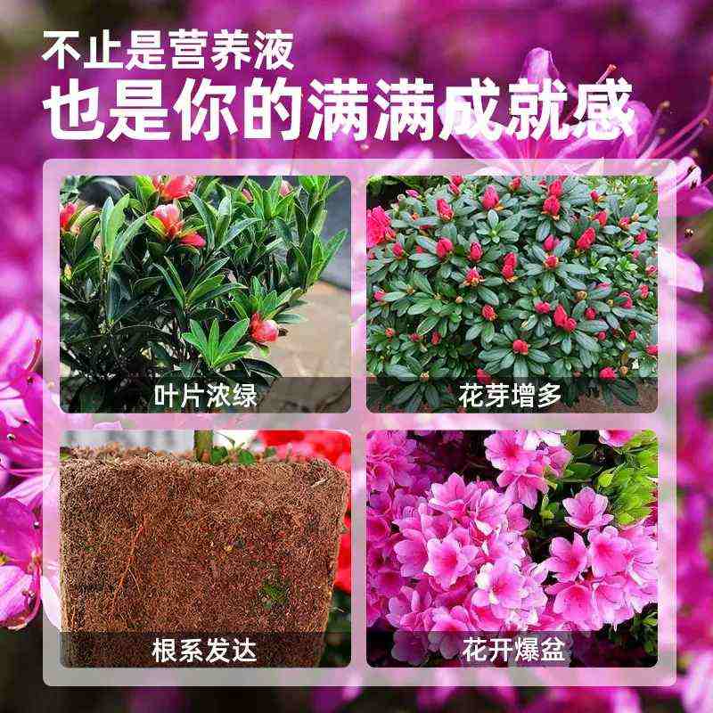 杜鹃花专用肥营养液花肥料家用盆栽花卉通用型养花酸性植物叶面肥