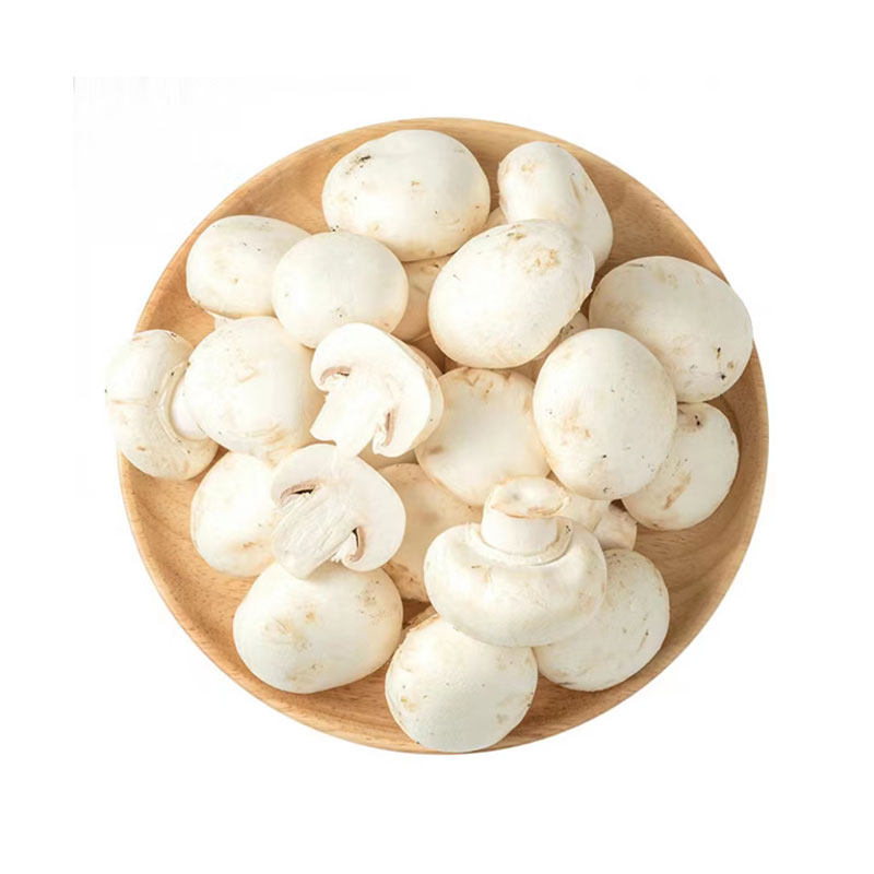 新鲜白蘑菇菌菇口菇 双孢菇