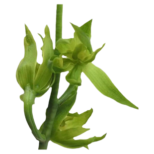 艾莹兰花苗 墨兰素心多瓣奇花绿云 冬带浓香花苞出售好养花卉盆栽