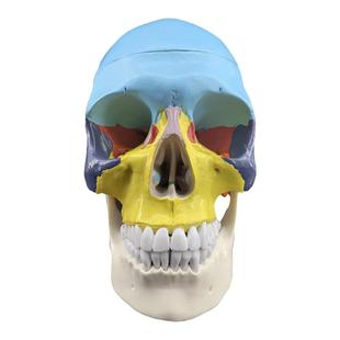 医学仿真人体头骨模型头颅骨解剖数字编码标识骷髅标本