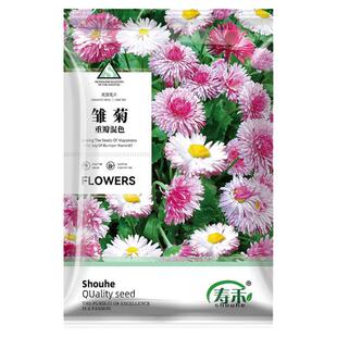 雏菊花种子四季播种花卉室内盆栽易活花籽孑室外种籽子小雏菊花种