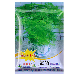 客厅室内四季高端盆栽绿植物文竹种子花种子懒人土培水培养文竹籽