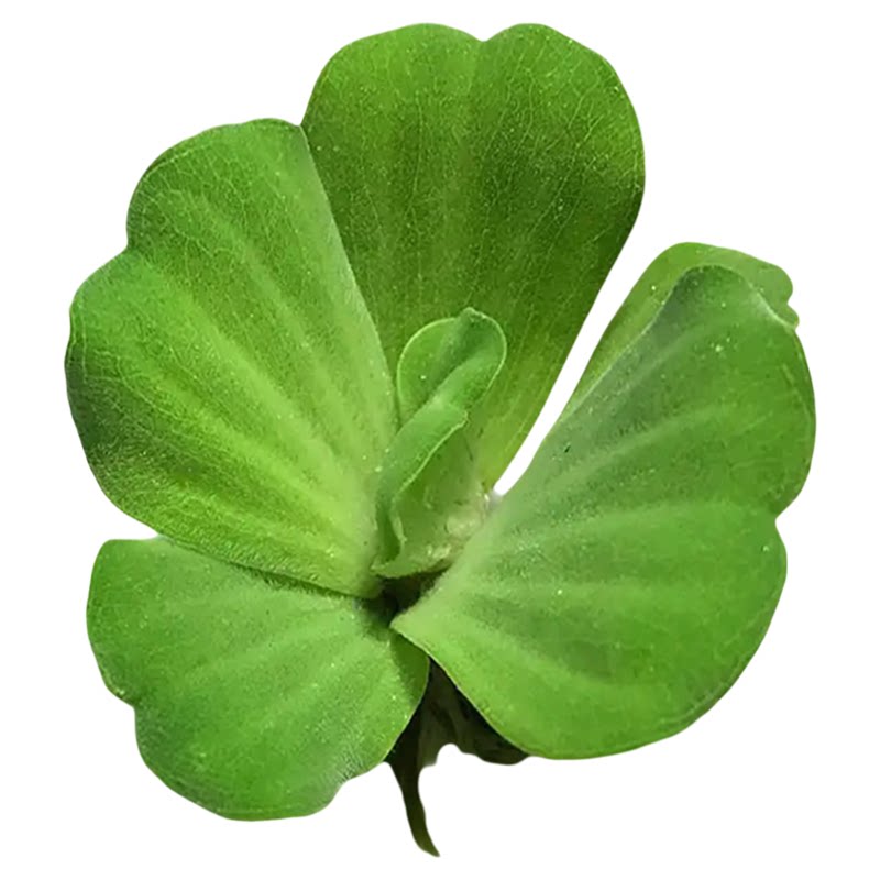 圆心肚兜萍水芙蓉养鱼缸养乌龟生态鱼草缸造景真水草浮水绿植物活
