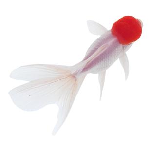 金鱼活鱼鸿运当头鹤顶红国狮活体冷水淡水鱼好养耐活锦鲤观赏鱼苗