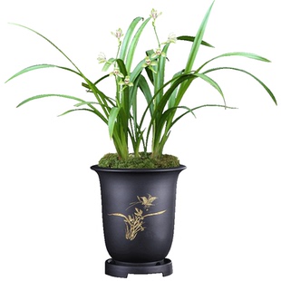 兰花苗 宜宾荷仙 建兰荷型水仙夏带浓香花苞出售绿植花卉室内盆栽