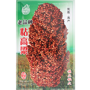 老品种东北粘高粱种子粘糯高粱种籽杂交高粱矮生高产酿酒粮籽甜孑