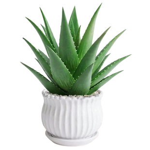 大盆芦荟盆栽室内净化空气绿植物办公桌面多肉四季好养花卉仙人掌