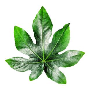 大型通脱木盆栽耐寒耐阴多年生花园花镜大叶观叶植物