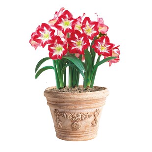 有寻植物朱顶红种球球根重瓣阿弗雷花孔雀新手入门花园盆栽地栽