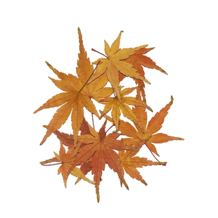 黄色干枫叶真树叶标本压花植物手工干花diy材料枫叶道具秋叶装饰