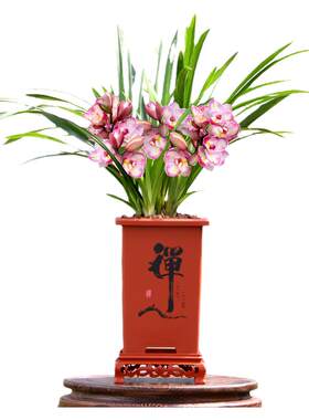翁源兰花大花蕙兰正品花蝴蝶花香