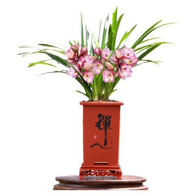 翁源兰花大花蕙兰正品花蝴蝶花香