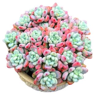 劳尔多肉植物老桩达摩福娘多头群生有香味有根木质桩新手盆景花卉