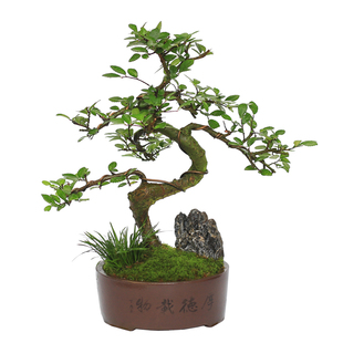 榆树盆栽小叶榔榆中式复古禅意盆景室内桌面造型庭院客厅绿植摆件
