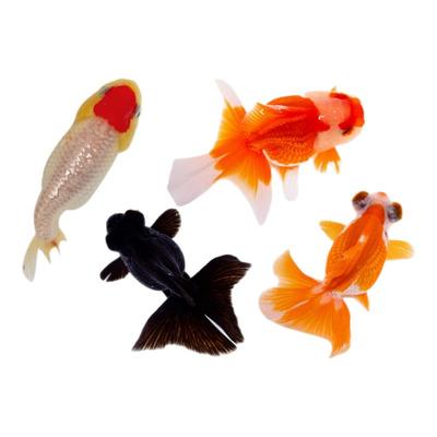 金鱼活鱼观赏鱼好养淡水冷水兰寿