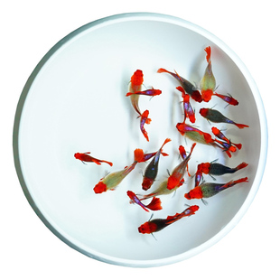 深海蓝贵族球体孔雀鱼稀有球体巴西红头短体孕母临产大肚下崽狂魔