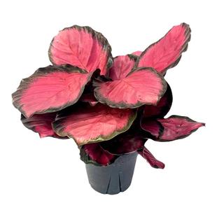 彩美丽竹芋盆栽彩叶植物黑玫瑰苹果双线青纹室内办公耐阴观叶花卉