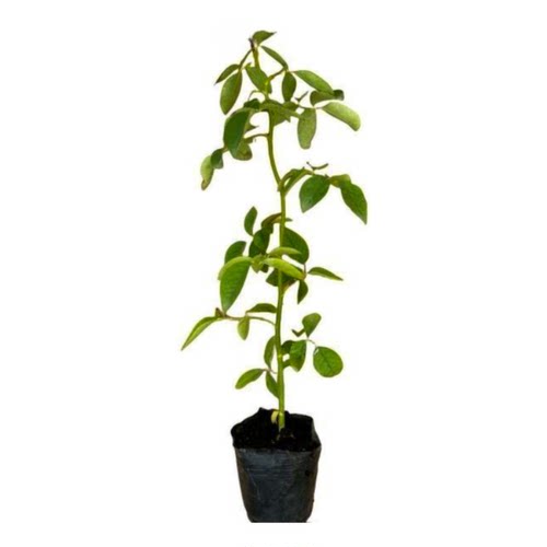 白荔枝 新品种切花 果香浓香  月季玫瑰  绿植盆栽
