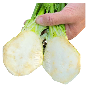 根芹种子地中海根芹菜种籽洋芹根茎籽种春夏种植庭院四季蔬菜种子