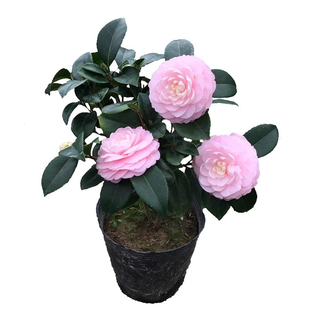 宫粉茶花又名小桃红广东粉纯粉色文瓣花型带花苞山茶树苗名贵品种