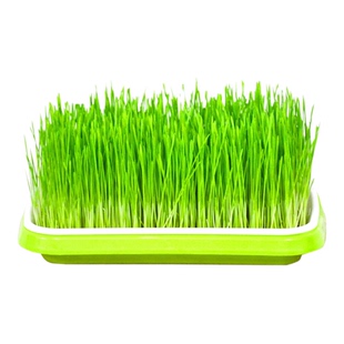 芽苗菜种子水培蔬菜室内红油香椿豌豆花生芽豆苗绿豆黄豆黑豆芽菜