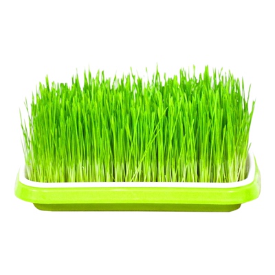 芽苗菜种子水培蔬菜室内