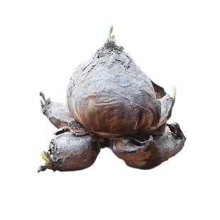 漳州水仙花种球阳台水培水养植物四季花种子室内花卉盆栽易养