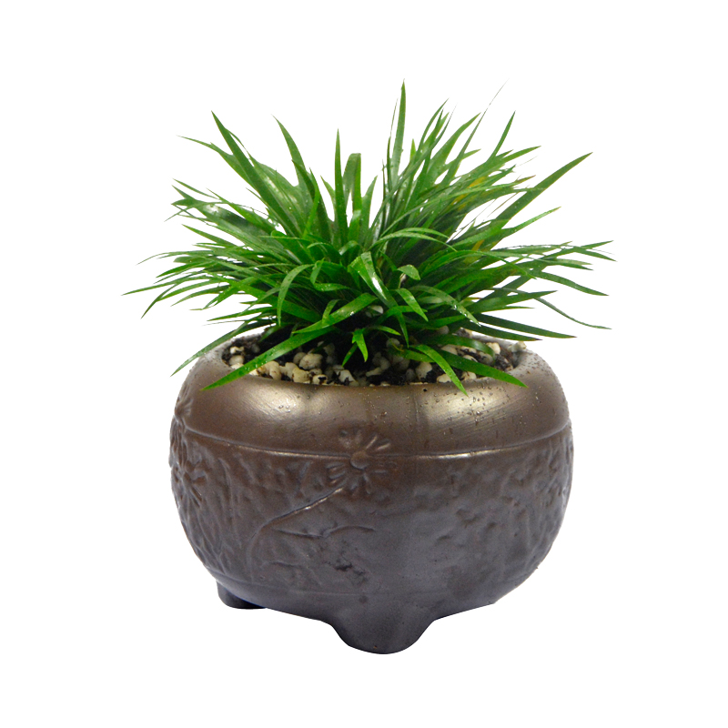 菖蒲盆景金錢蒲草名貴蘭花水培高檔室內(nèi)盆栽茶桌植物綠植辦公桌