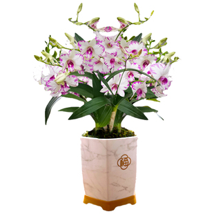 白泼墨秋石斛兰花苗冬带花室内好养浓香水培绿植盆栽花卉耐寒开花