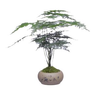 文竹苔藓白发藓绿植室内茶几桌面陶瓷盆栽办公室摆件盆景净化空气