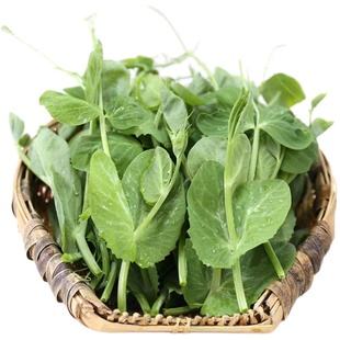 正宗四川特产农家嫩新鲜豌豆尖一叶一心当季现掐蔬菜自种龙须豆苗