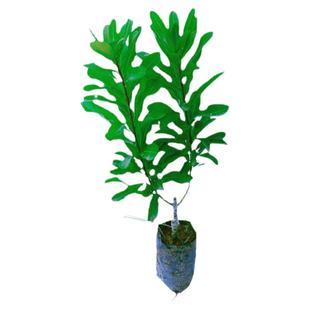 原土带杯易种植南北方四季种植大果细核嫁接东魁黑炭杨梅果树苗木