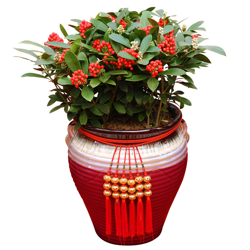 精品君子兰盆栽兰花室内花卉