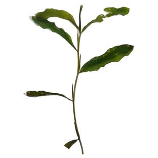 光叶眼子菜新鲜水草生态造景池塘水培沉水鱼缸增氧种在水里的植物
