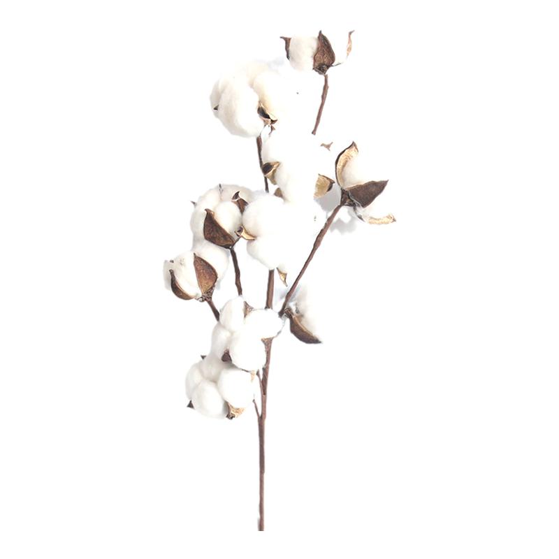 天然新疆棉花干花真花道具婚庆居家装饰摆设木棉花干枝假花束摆件