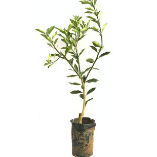 广西第三代脆甜金桔树苗二代脆皮金桔苗 试种带果四季金桔盆栽