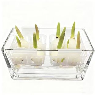 水培郁金香花盆含定植篮水养种球玻璃器皿方便换水透明郁金香花瓶