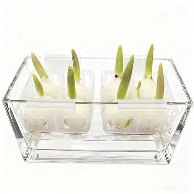 水培郁金香专用花盆（方便换水）