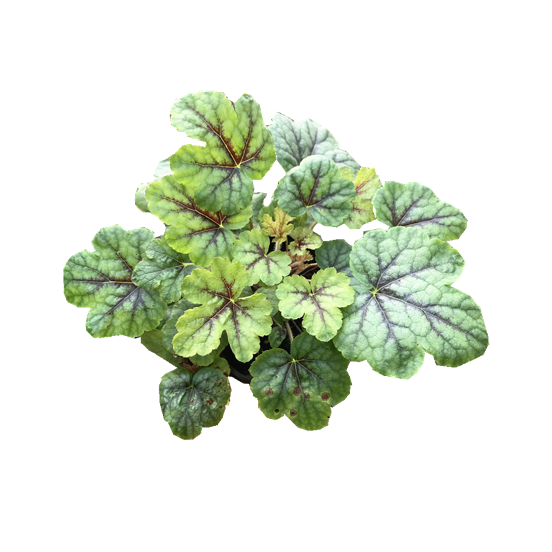 花园调色植物矾根耐热耐寒