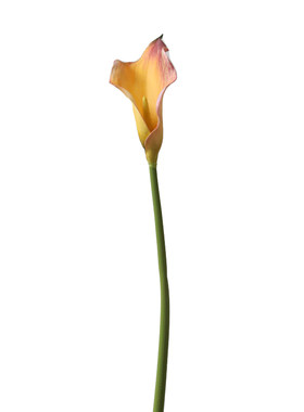 黑色马蹄莲仿真花高级感逼真
